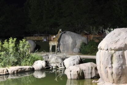 zoom torino safari notturno